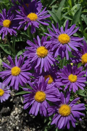 Dark Beauty Alpine Aster (Aster alpinus 'Dark Beauty') - 1 Gallon Potted Perennial