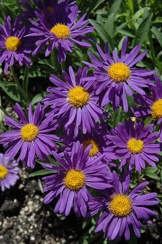 Dark Beauty Alpine Aster (Aster alpinus 'Dark Beauty') - 1 Gallon Potted Perennial