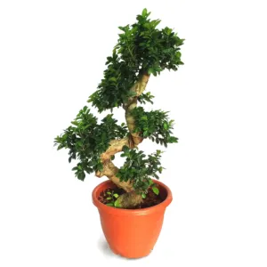 Ficus Microcarpa 'S' shape, Ficus Bonsai Tree (1.0m)