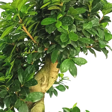 Ficus Microcarpa 'S' shape, Ficus Bonsai Tree (1.0m)