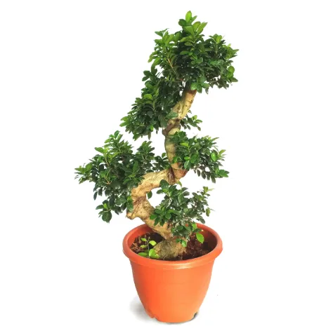 Ficus Microcarpa 'S' shape, Ficus Bonsai Tree (1.0m)