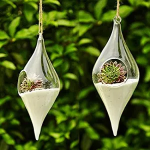 Hanging Olive Shape Glass Terrarrium Pair