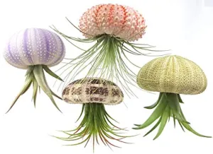 Sea Urchin Air Plant Jellyfish